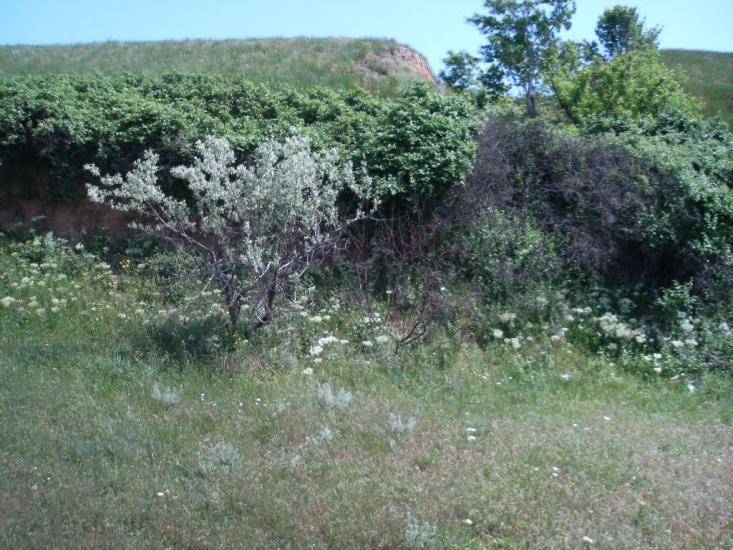 Лупареве з panoramio.com - Лупарево