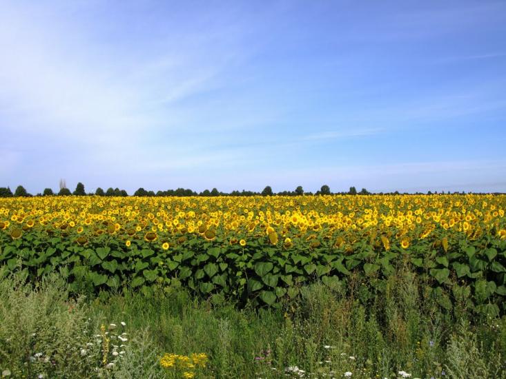 Германівка з panoramio.com - Germanivka