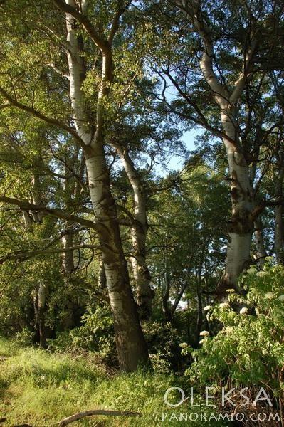 Передущельне з panoramio.com - Предущельное