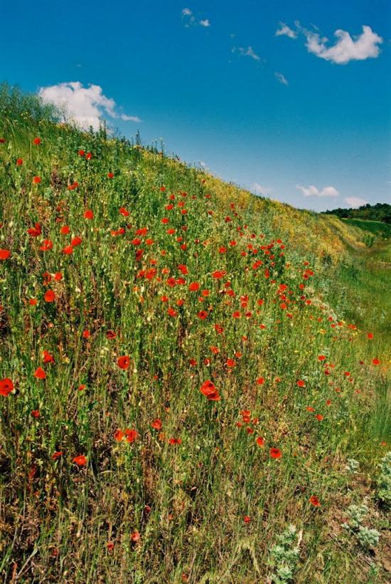 Скалівські Хутори з panoramio.com - Skalivski Khutory