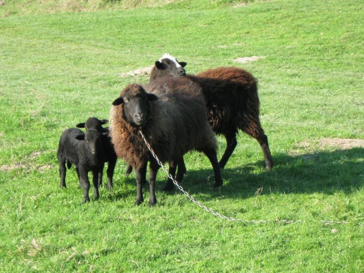 Підтемне з panoramio.com - Підтемне