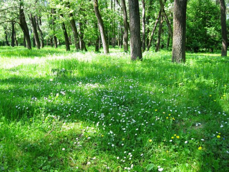 Панка з panoramio.com - Панка