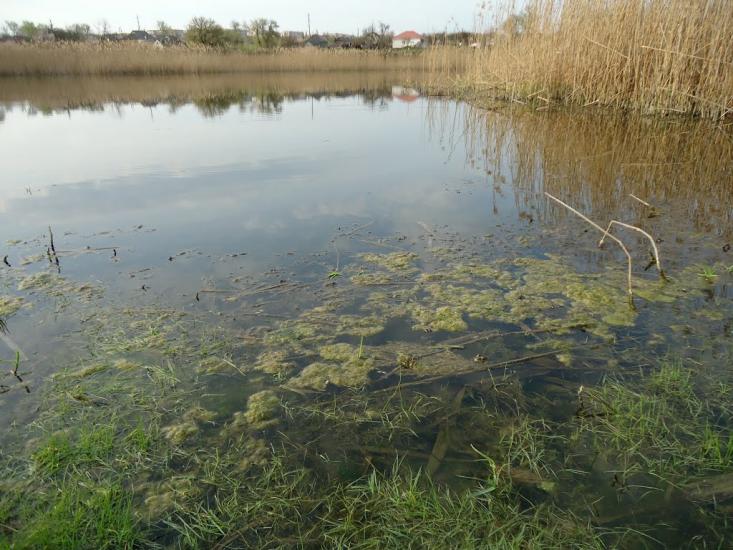 Шевченкове з panoramio.com - Shevchenkove