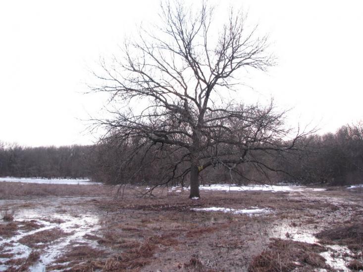 Кочережки з panoramio.com - Кочережки