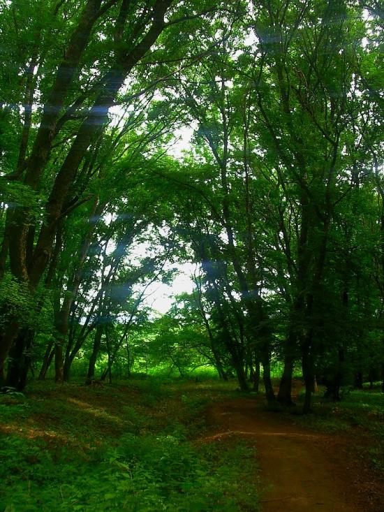 Краснолісся з panoramio.com - Краснолісся