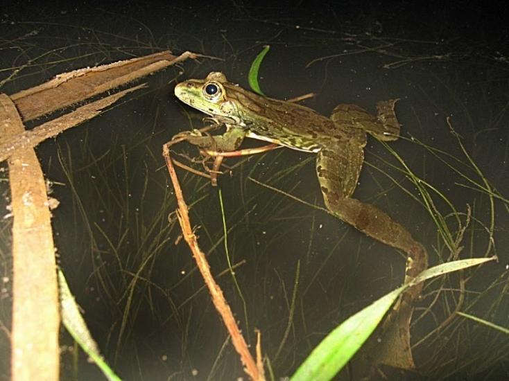 Вугляр з panoramio.com - Вугляр