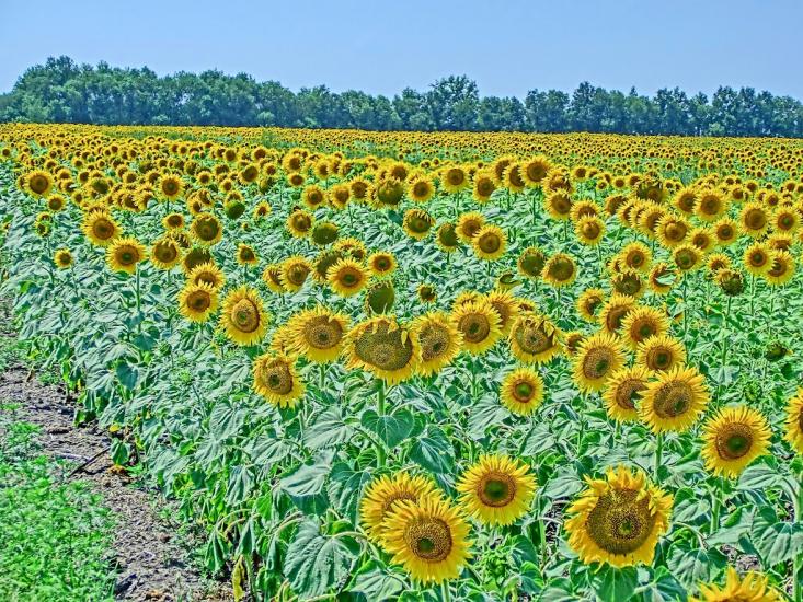 Войнівка з panoramio.com - Voynivka