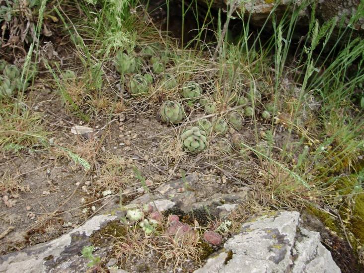 Мигія з panoramio.com - Mygiya