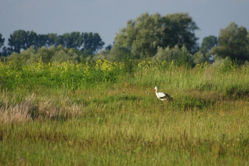 Вишнівка з panoramio.com - Вишнівка