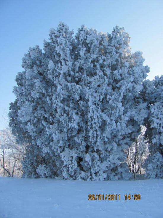 Любимівка з panoramio.com - Любимовка