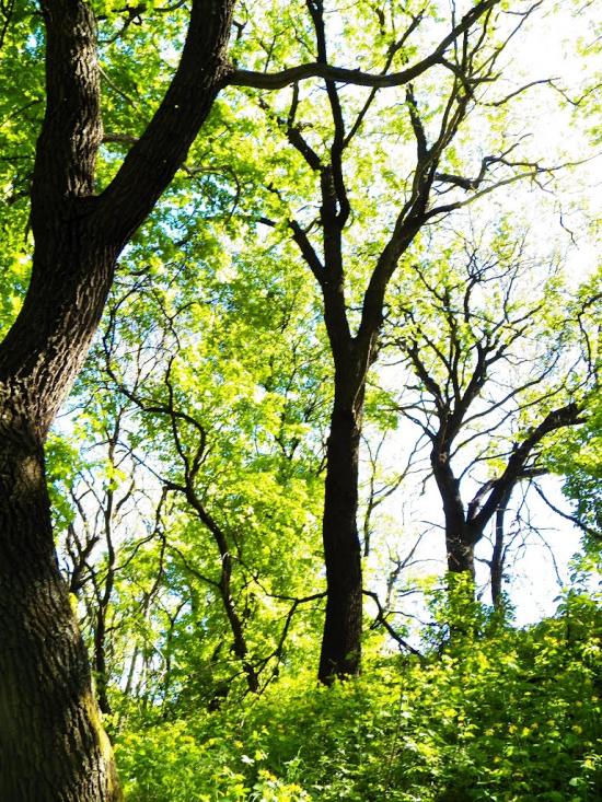 Велика Мартинівка з panoramio.com - Велика Мартинівка