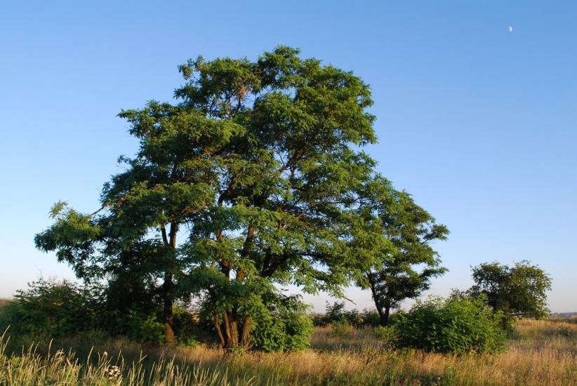 Кіровськ з panoramio.com - Кировск