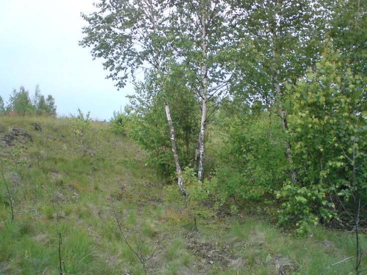 Деревини з panoramio.com - Деревини