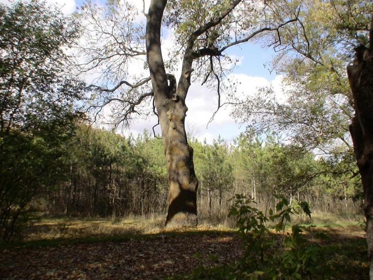 Роздольне з panoramio.com - Роздольне