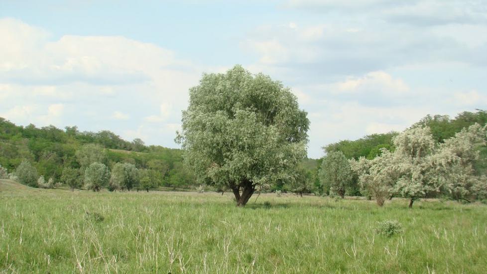 Добра Надія з panoramio.com - Dobra Nadiya