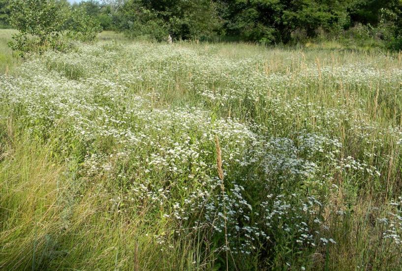 Марганець з panoramio.com - Марганец