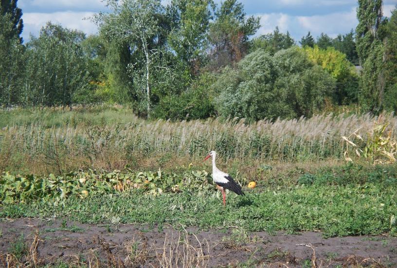 Зачепилівка з panoramio.com - Зачепилівка