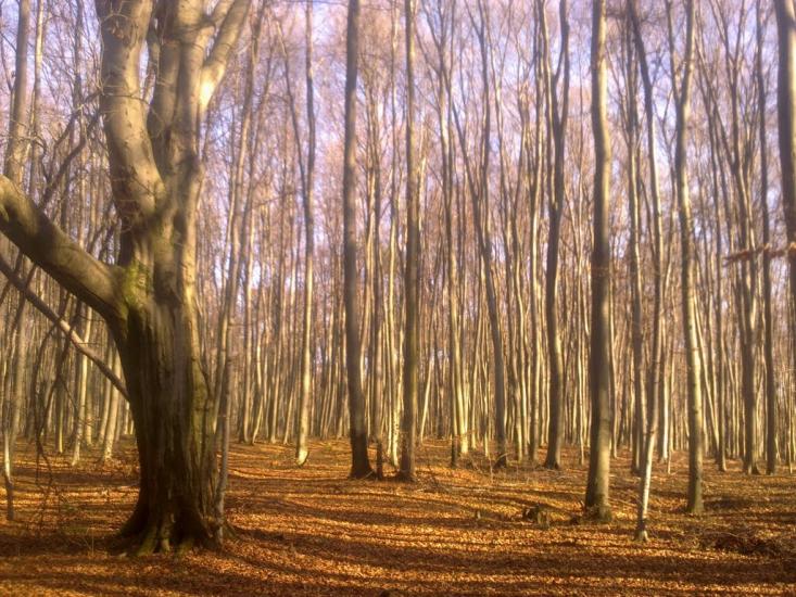 Великі Макари з panoramio.com - Velyki Makary