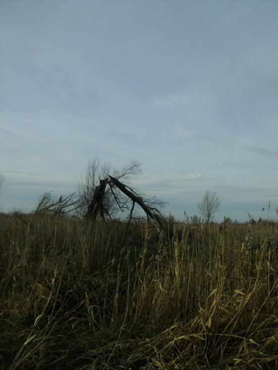 Березань з panoramio.com - Березань