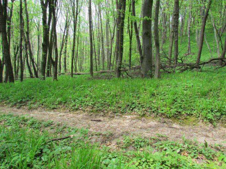 Зруб з panoramio.com - Зруб