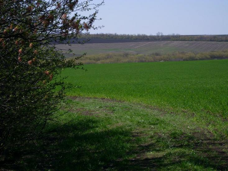 Кузнецове з panoramio.com - Кузнецово