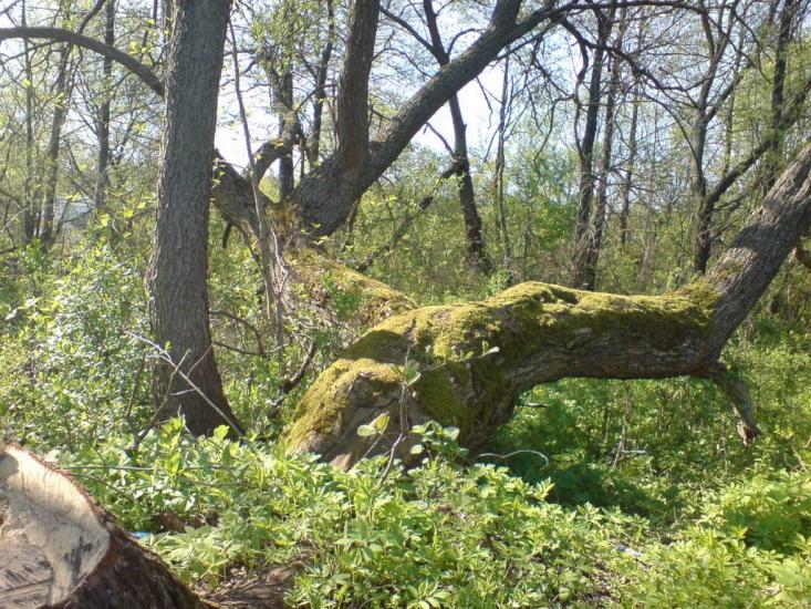 Пороскотень з panoramio.com - Пороскотень