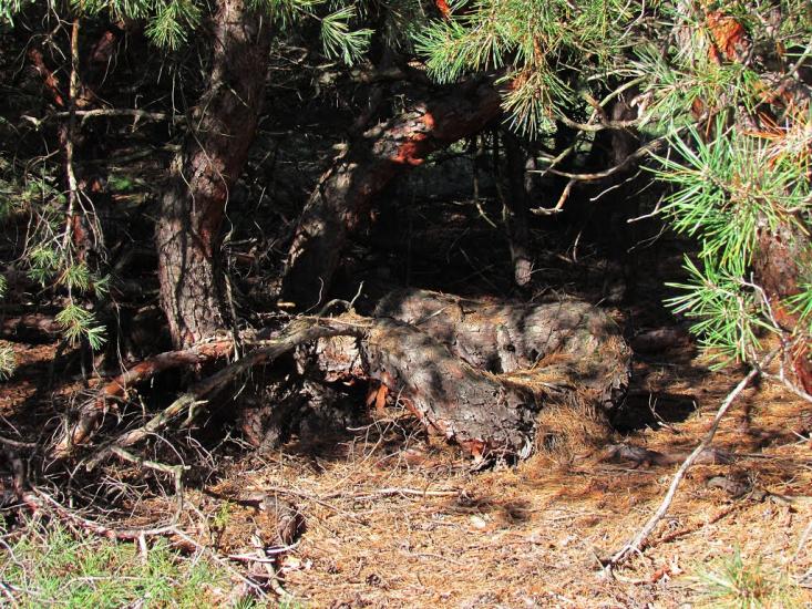 Твердомедове з panoramio.com - Твердомедове