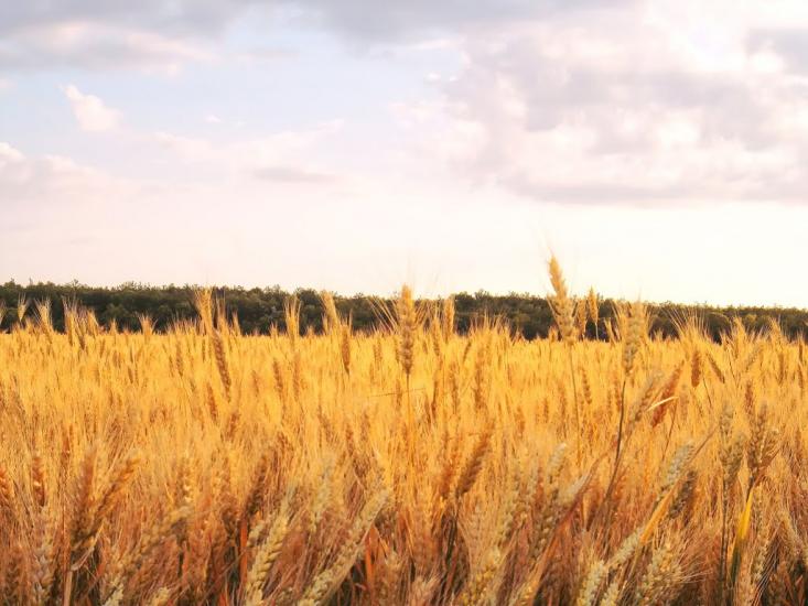 Куріпчине з panoramio.com - Kuripchyne