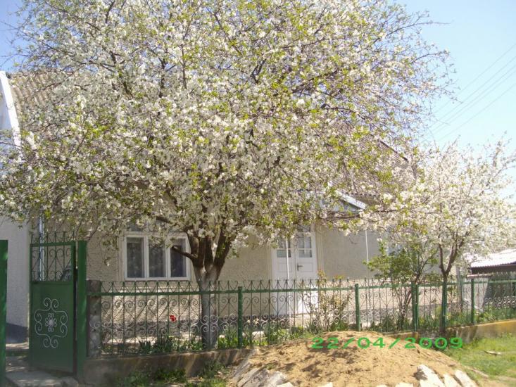 Дальнічень з panoramio.com - Дальнічень