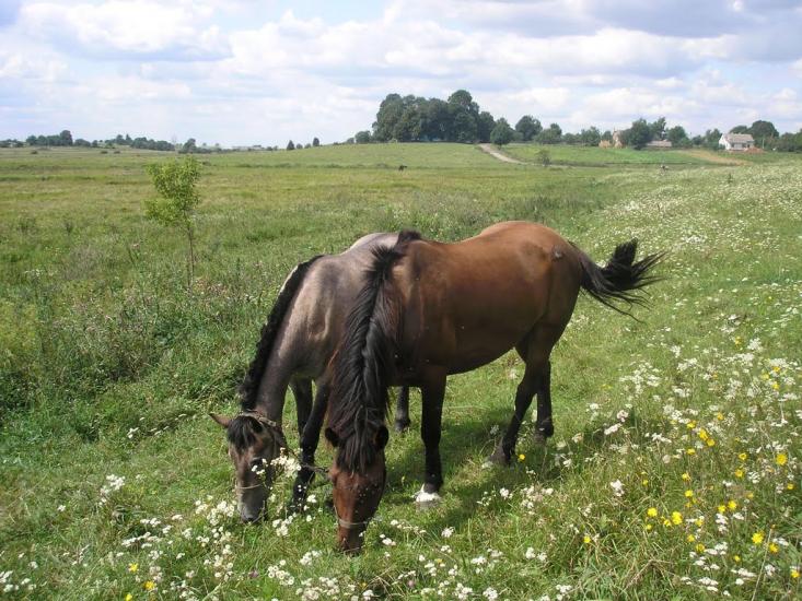 Шпиколоси з panoramio.com - Шпиколоси