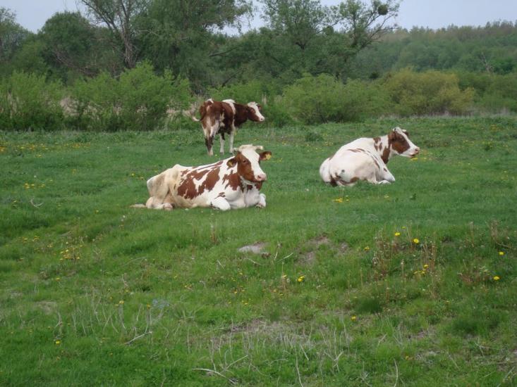 Острів з panoramio.com - Острів