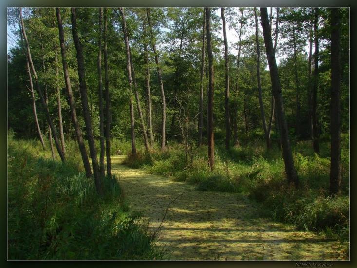 Дев'ятир з panoramio.com - Девятир