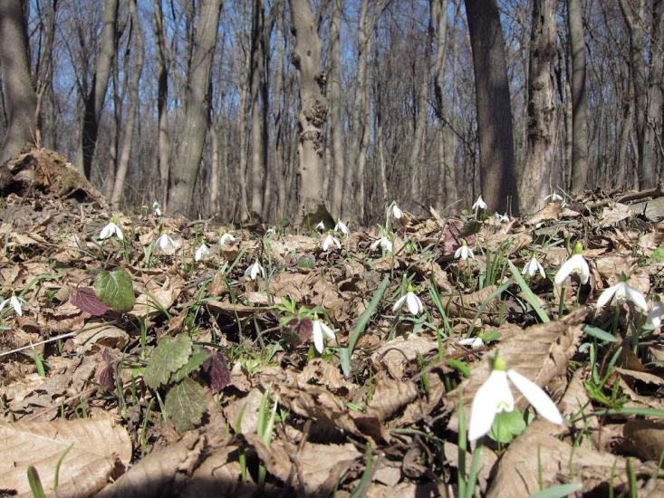Біла з panoramio.com - Біла