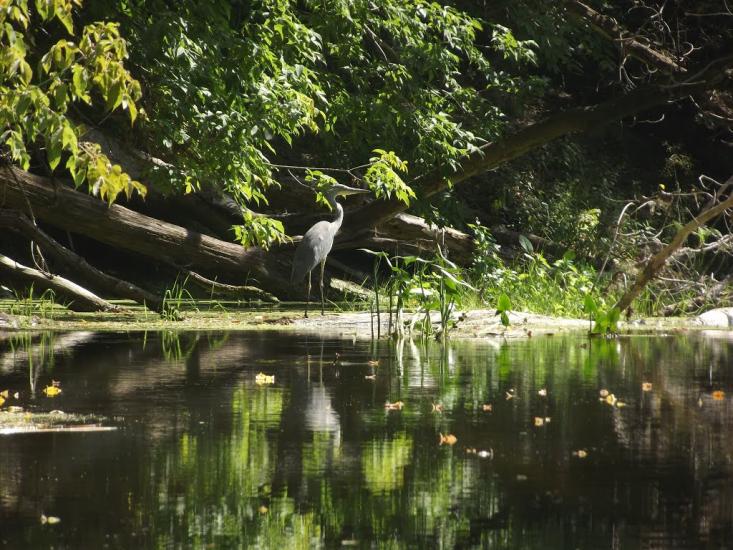 Микільське з panoramio.com - Никольское