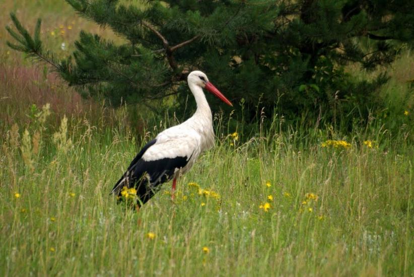 Вишнівка з panoramio.com - Вишнівка