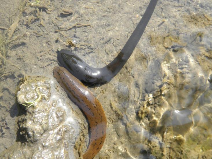 Остапенки з panoramio.com - Остапенки