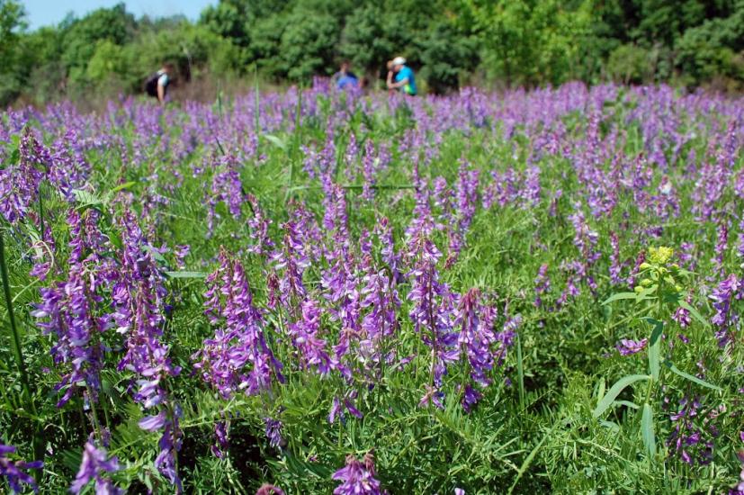 Мирна Долина з panoramio.com - Мирна Долина