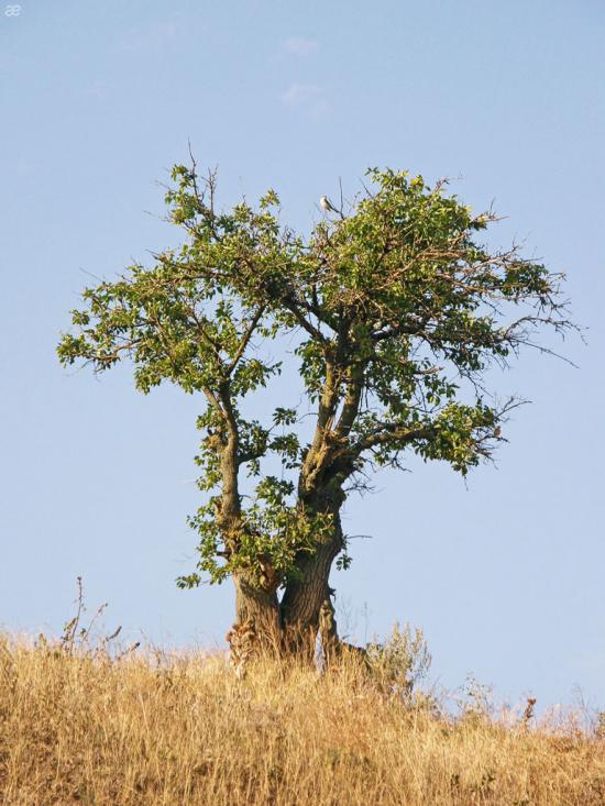 Луначарське з panoramio.com - Азовское