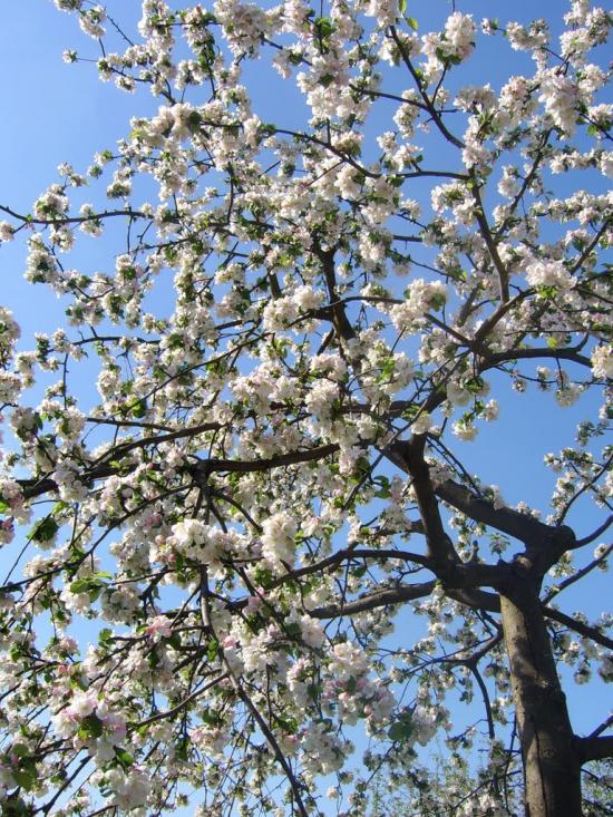 Будище з panoramio.com - Будище