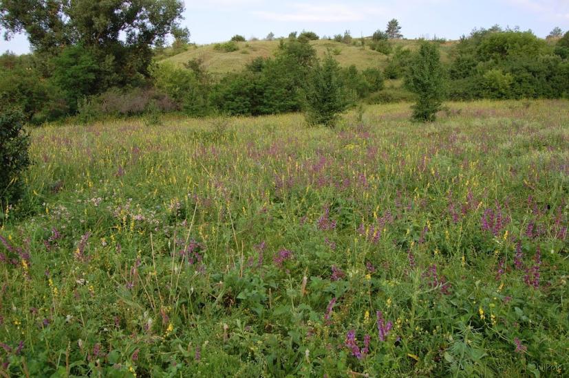 Єпіфанівка з panoramio.com - Єпіфанівка