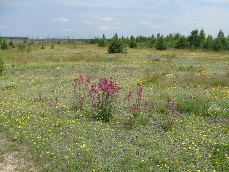 Ражнів з panoramio.com - Ражнів