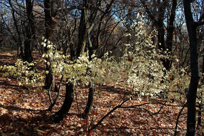 Кудряшівка з panoramio.com - Кудряшовка