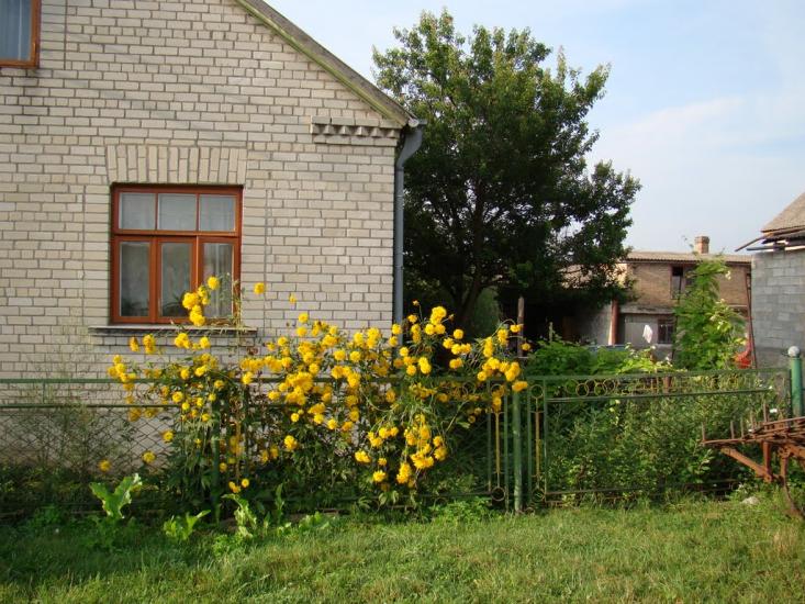 Велика Омеляна з panoramio.com - Велика Омеляна