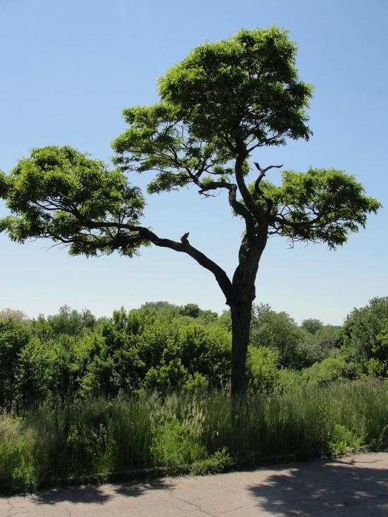 Верхньодніпровськ з panoramio.com - Верхнеднепровск
