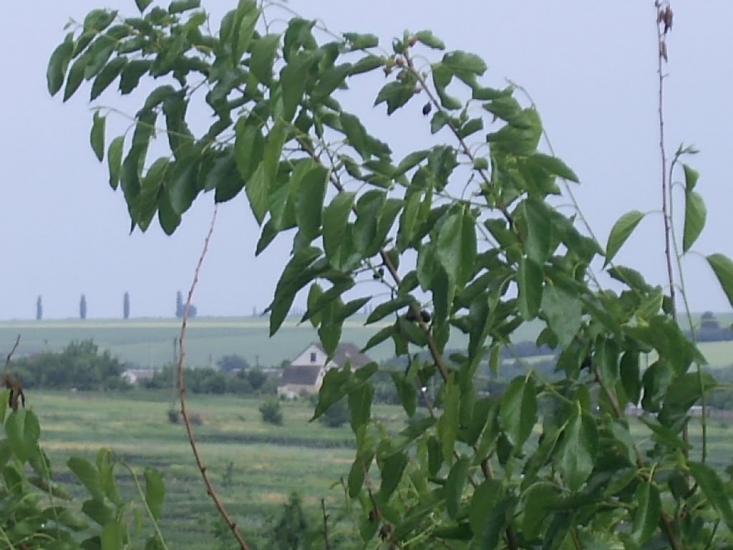 Смоліне з panoramio.com - Смоліне