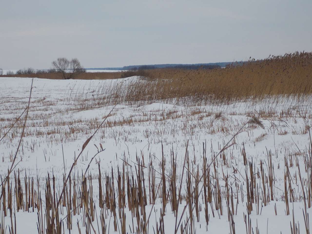 Щенятинський пейзаж - Щенятин