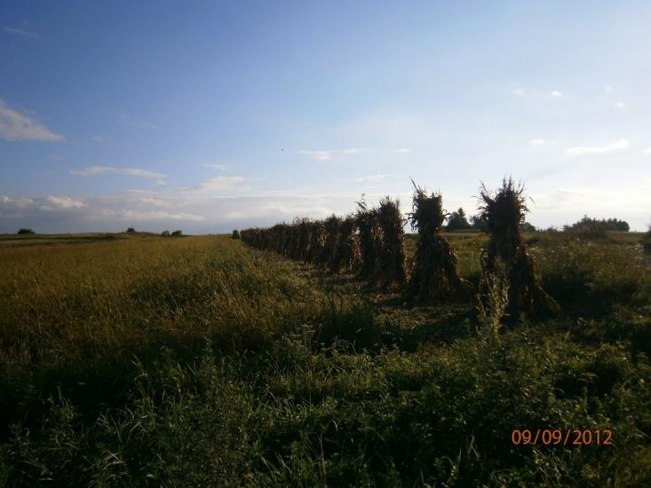 Берездівці з panoramio.com - Берездівці