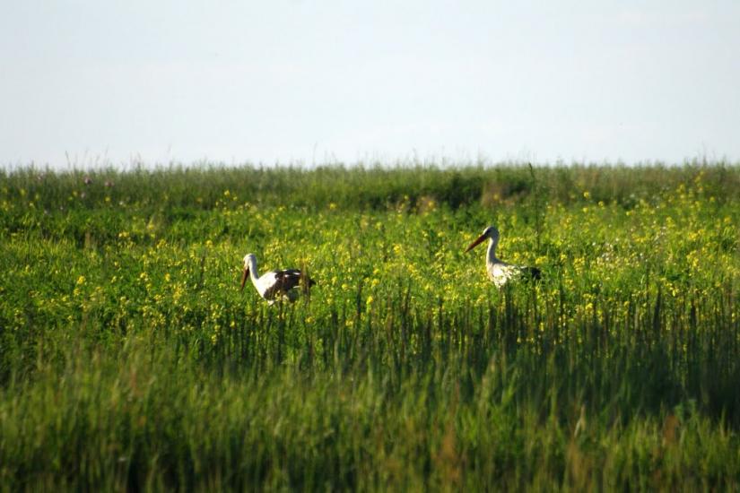 Вишнівка з panoramio.com - Вишнівка