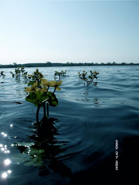 Комарове з panoramio.com - Комарове