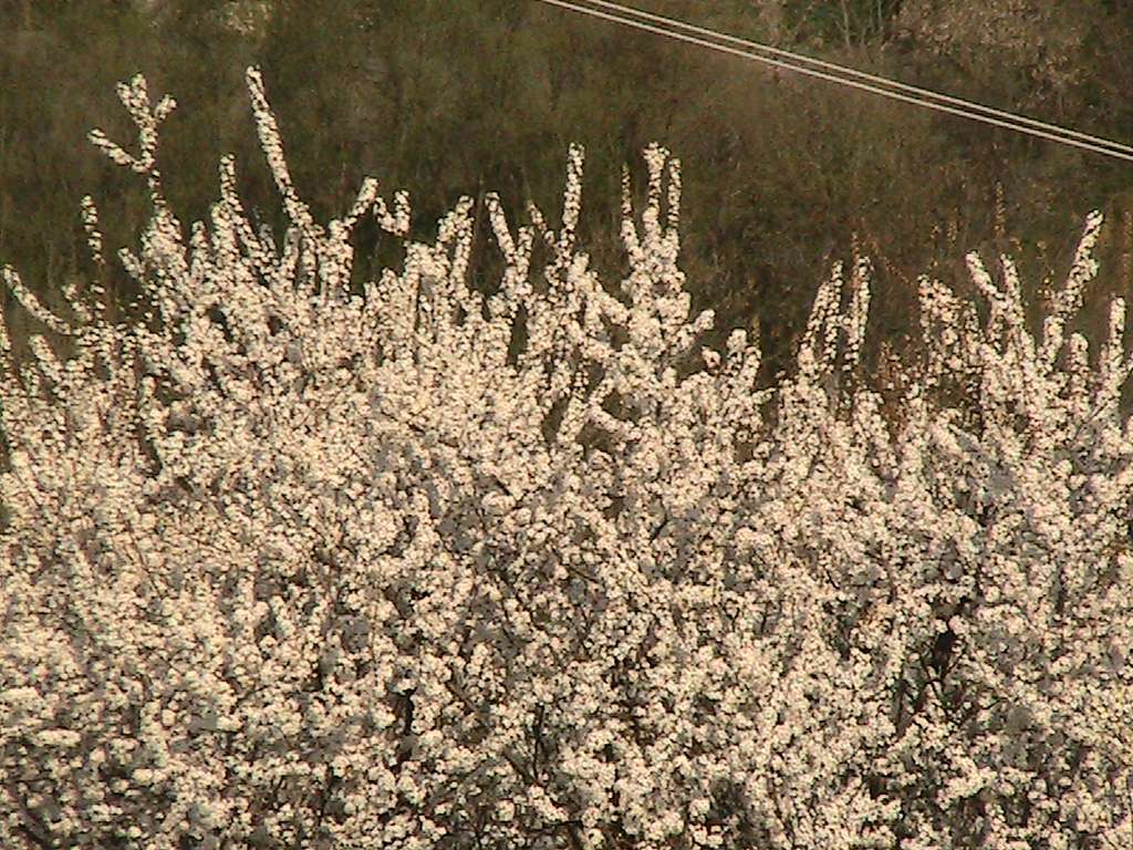 Різне - Болган